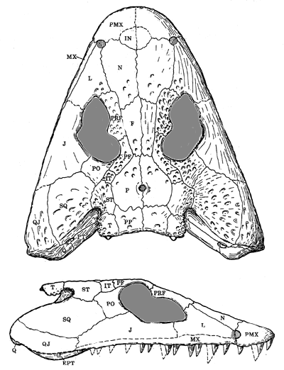 Loxomma from Beaumont (1977)
