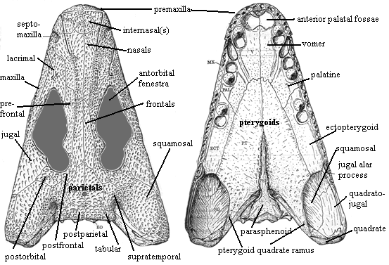 Megalocephalus skull in dorsal & palatal views from Beaumont (1977)