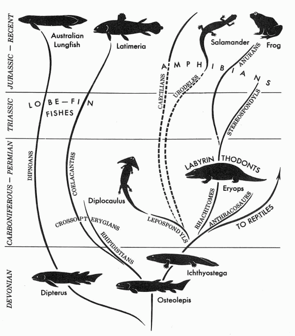 Evolution of lobefin fish and amphibians
