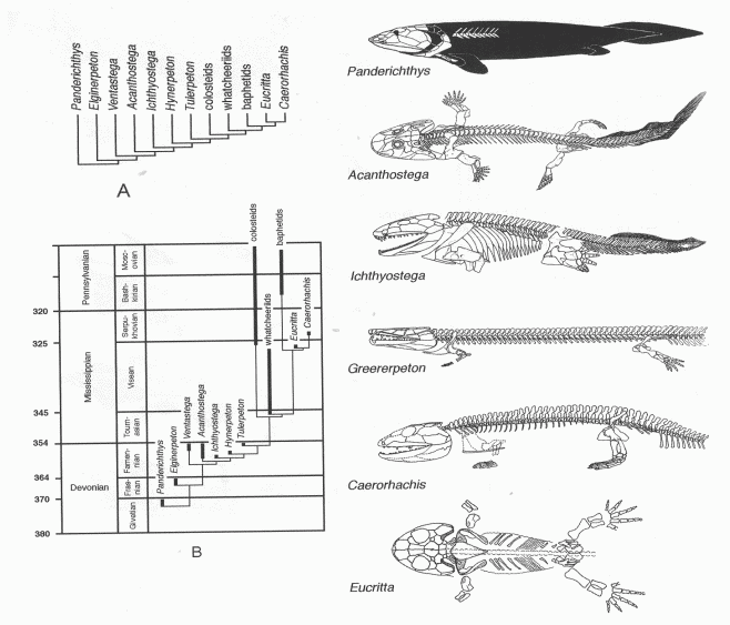 Palaeos Vertebrates Tetrapoda : Amphibians, Systematics, and Cladistics