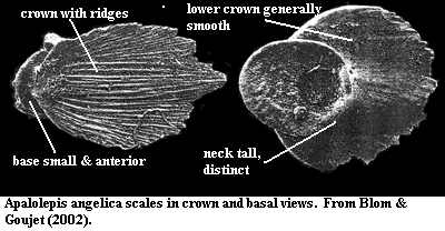 Apalolepis scales from Blom & Goujet (2002)