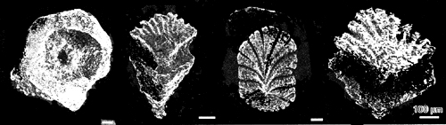 Archipelepis scales from Soehn et al (2001)