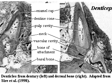 Oral and dermal denticles of Denticeps. Sire et al. (1998)