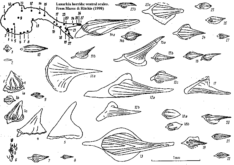 Lanarkia ventral scale types from Marss & Ritchie (1998)