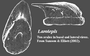 Larolepis scales from Sansom & Elliott (2002)