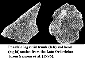 Ordovician loganiid scales from Sansom et al (1996)