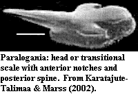 Paralogania transitional scale from Karatajute-Talimaa & Marss (2002)