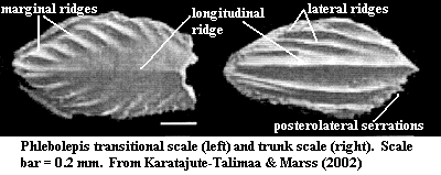 Phlebolepis transitional & trunk scales from Karatajute-Talimaa & Marss (2002)