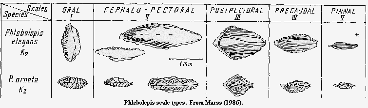 Phlebolepis scale types from Marss (1986)