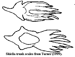 Shielia trunk scales from Turner (1999)