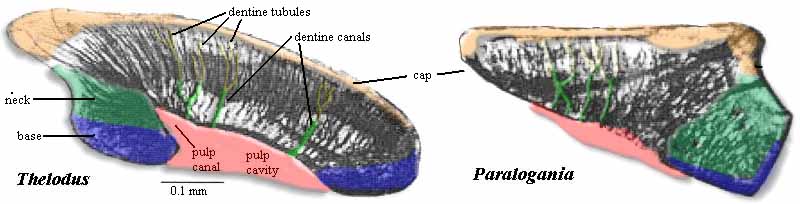 Annotated Thelodus and Paralogania scales