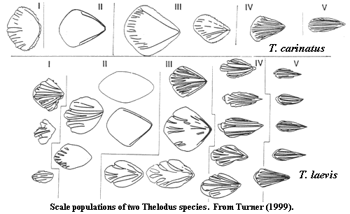 Thelodus scales from Turner (1999)