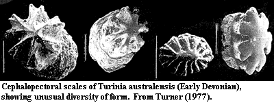 Turinniid head scales from Turner (1997)