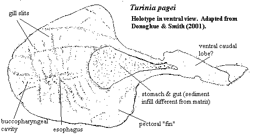 Turinia pagei holotype from Donoghue & Smith (2001)