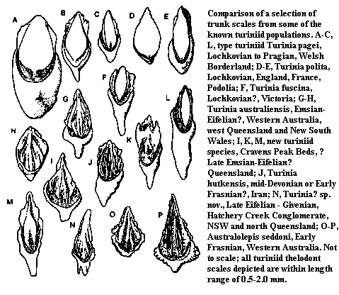 Turiniid scales from Turner 1986b