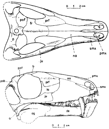 Biarmosuchus tener from [S89]