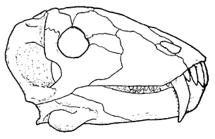 Doliosaurus yanshinovi