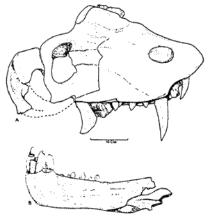 Doliosaurus adamanteus