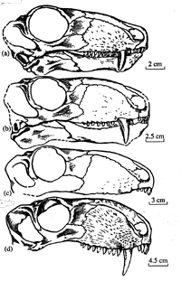 Biarmosuchus tener & Eotitanosuchus olsoni