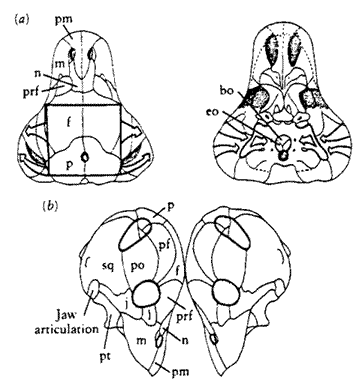 Moschops head butting dynamics