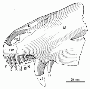 Raranimus partial skull