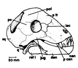 Tapinocaninus pamelae