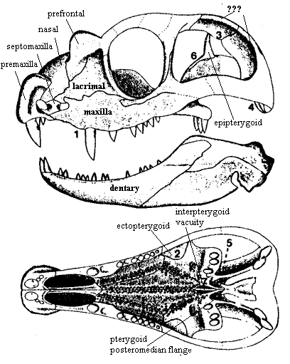 Tetraceratops synapomorphies