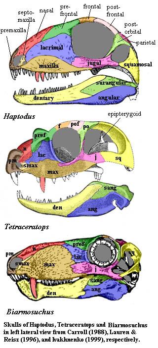Haptodus, Tetraceratops and Biarmosuchus