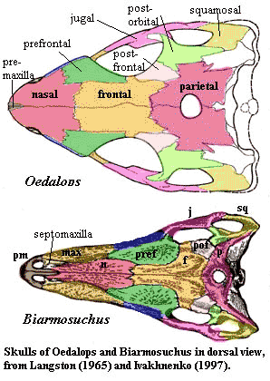 Dorsal skulls: Oedalops & Biarmosuchus