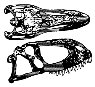 Abelisaurus comahuensis