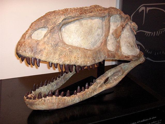 Reconstructed Abelisaurus skull.