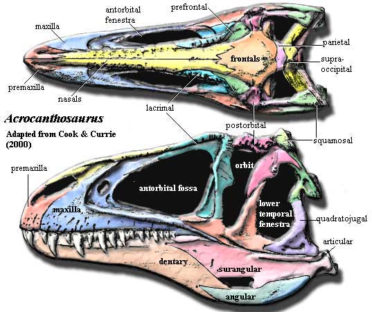 Acrocanthosaurus