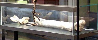 Allosaurus tendagurensis tibia, Naturkunde Museum Berlin