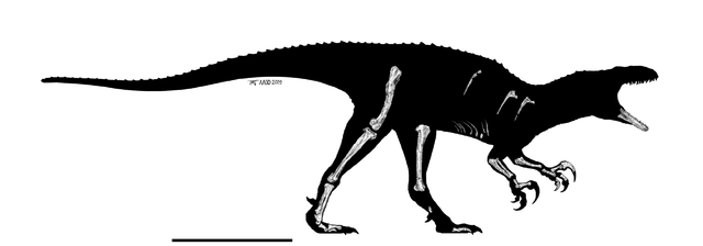 Australovenator wintonensis - holotype