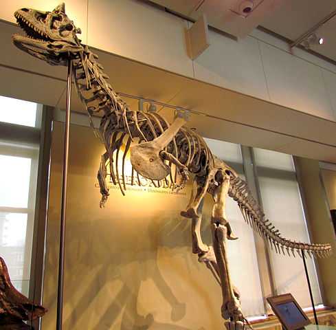 Carnotaurus sastrei, skeletal reconstruction, Canadian Museum of Nature, Ottawa