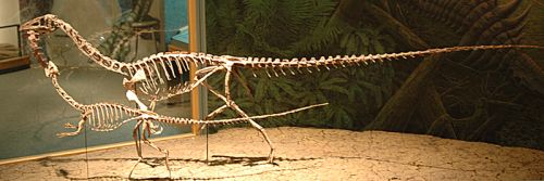 Coelophysis - Denver Museum of Nature and Science.
