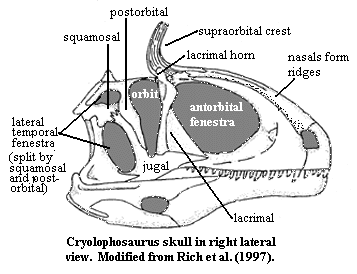 Cryolophosaurus skull