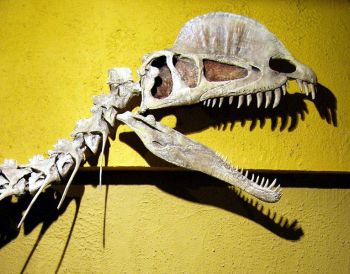 Dilophosaurus -Royal Tyrrell Museum.
