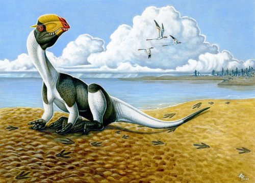 Dilophosaurus - artwork by Heather Kyoht Luterman.