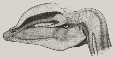 Dilophosaurus wethrelli, by John Conway