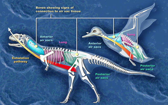Comparison between the air sacs of Majungasaurus and a recent bird