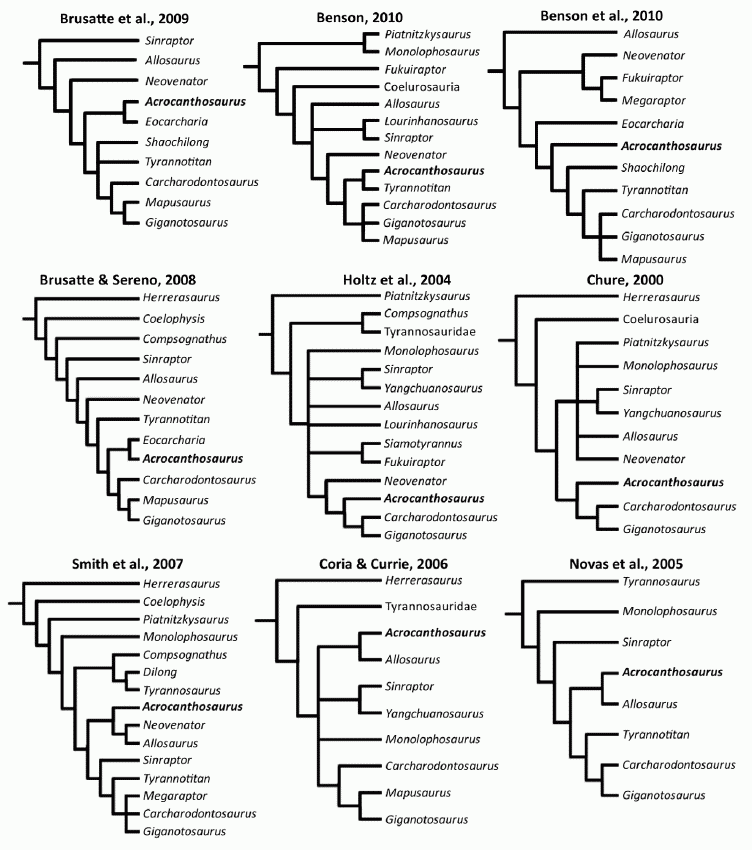 Phylogenetic position of Acrocanthosaurus