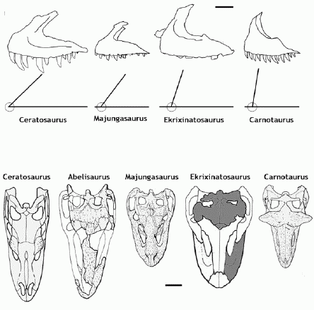Ekrixinatosaurus and other abelisaurs