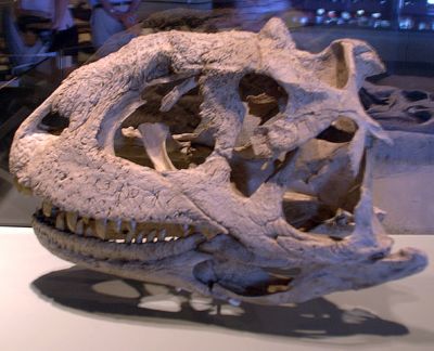 Majungasaurus crenatissimus, Field Museum, Chicago