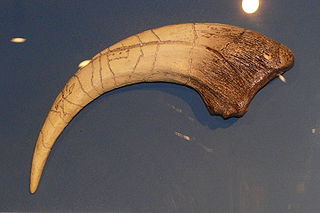 Megaraptor claw