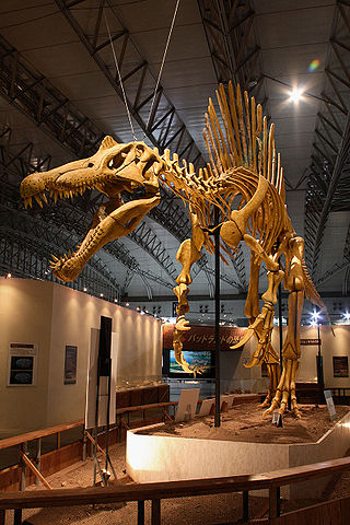 Skeletal reconstruction of Spinosaurus