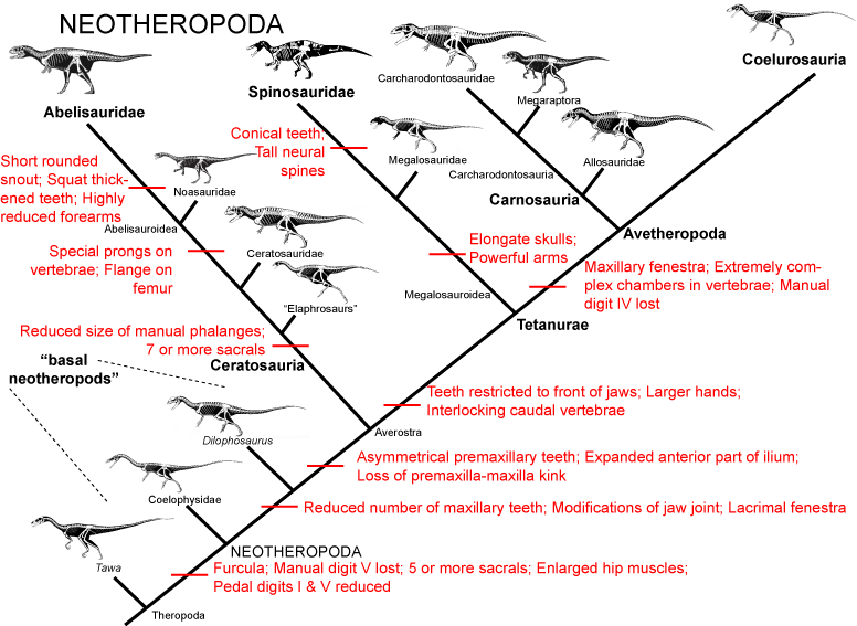 Simplified cladogram of Neotheropoda by Dr Tom Holtz