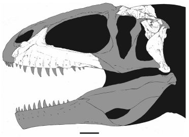 Shaochilong maortuensis, from Brusatte et al 2010