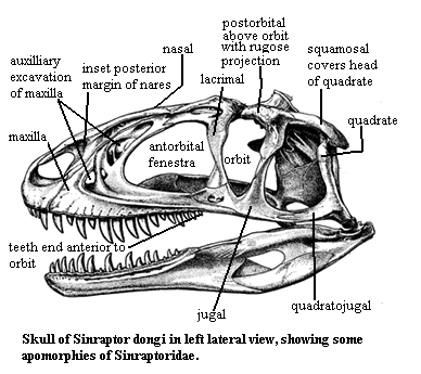 Sinraptor skull. Currie & Zhao (1993)