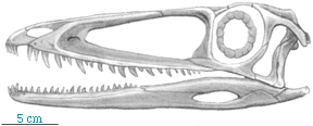 Coelophysis skull